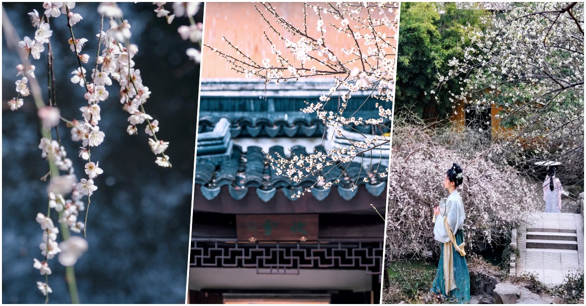 蘇州北寺塔梅圃