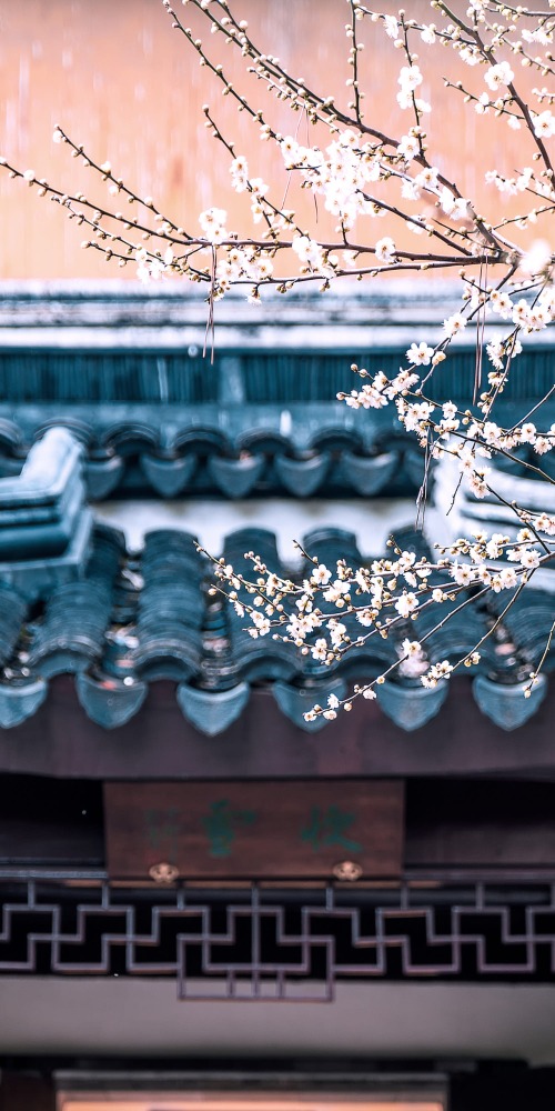 蘇州北寺塔梅圃