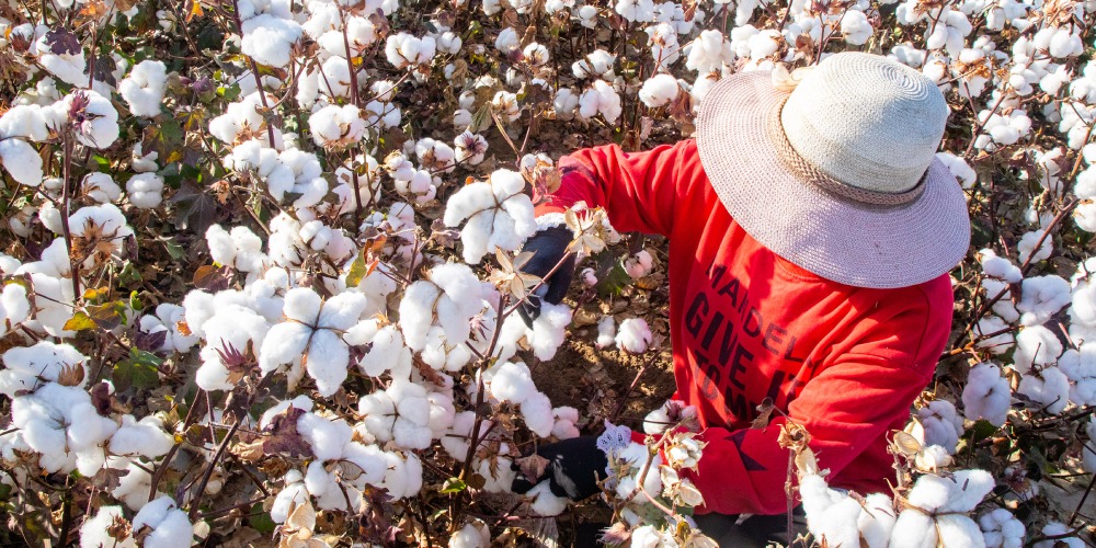 新疆棉花-MUJI宣佈繼續使用