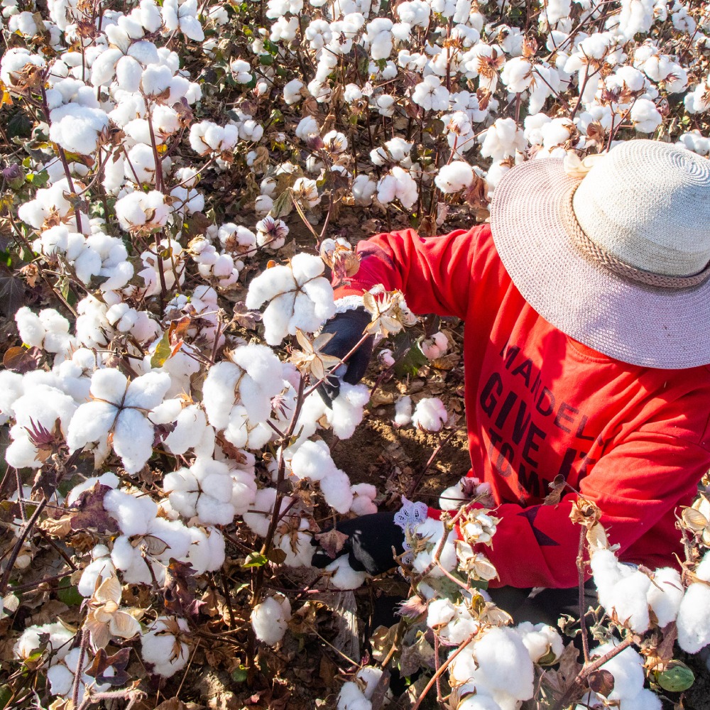 新疆棉花-MUJI宣佈繼續使用