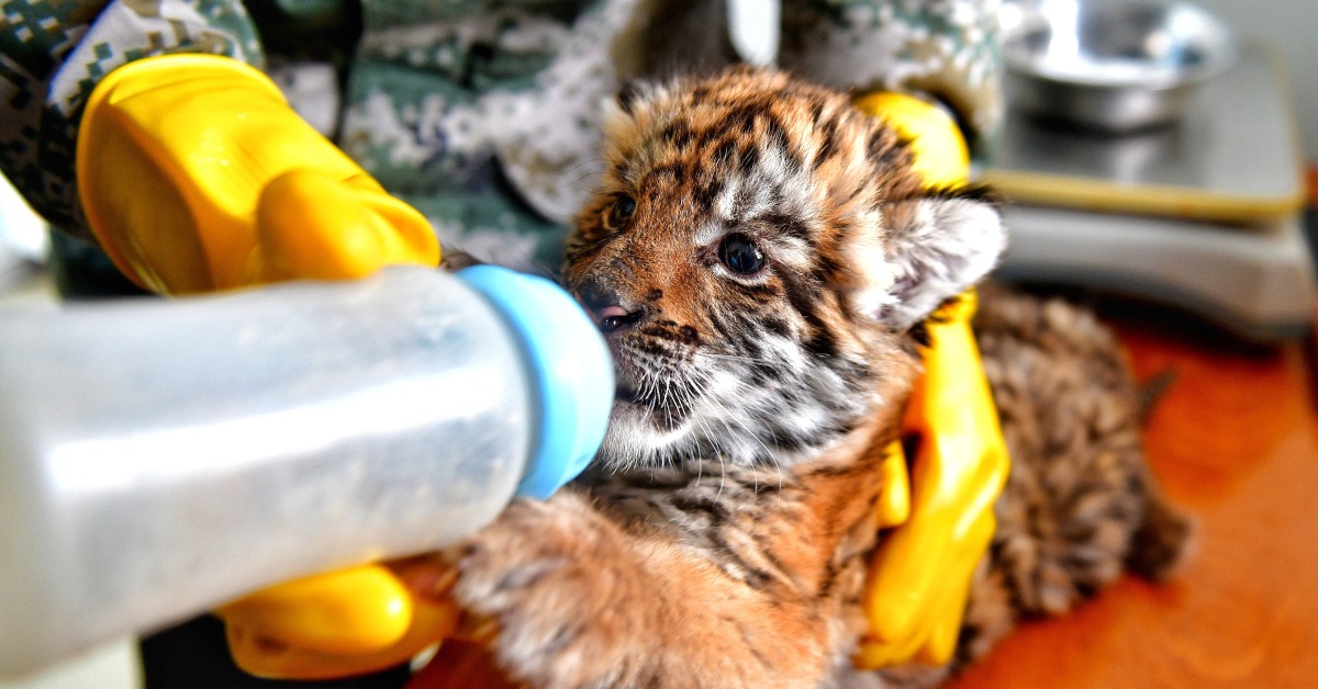中國環保-華南虎保育-增加到240隻