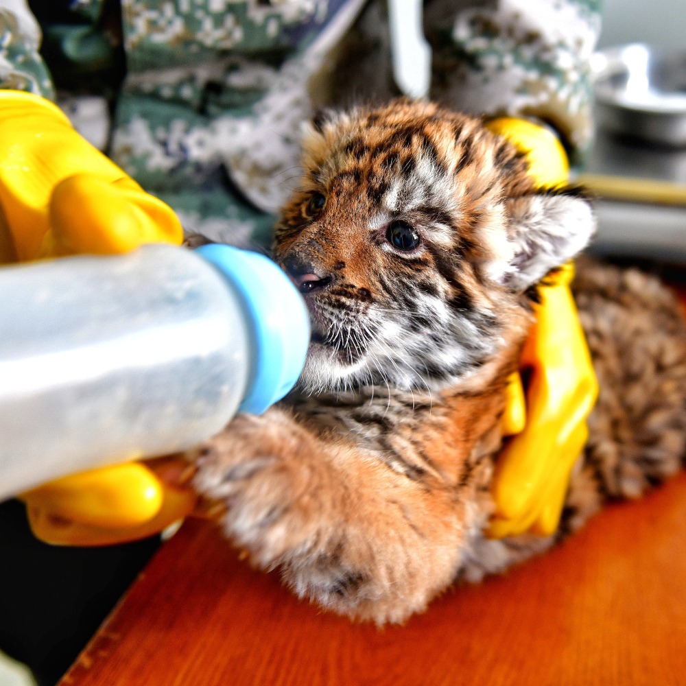 虎年說虎｜18增至240隻「中國虎」華南虎保育見效| 社會民生| 焦點縱覽| 當代中國