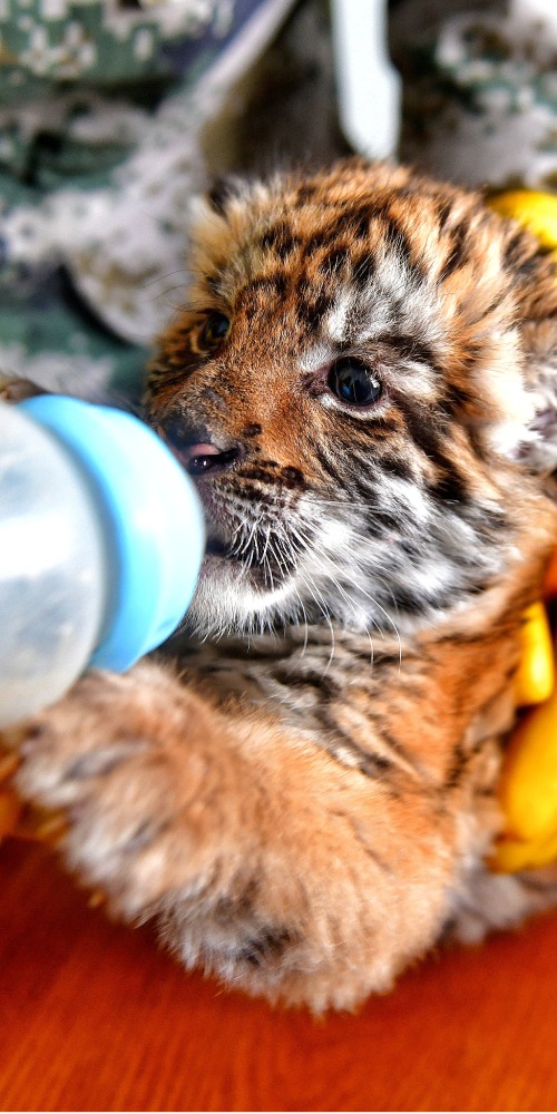 中國環保-華南虎保育-增加到240隻