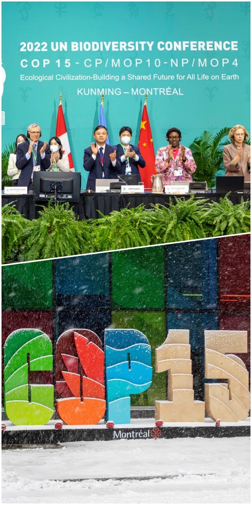 联合国生物多样性大会