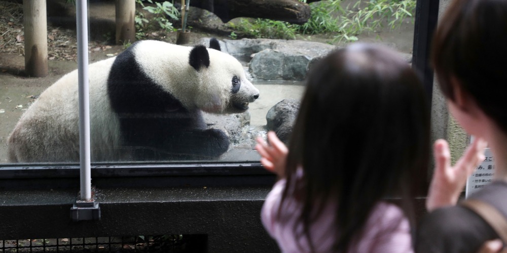 旅日大熊猫-中日熊猫外交-大熊猫香香