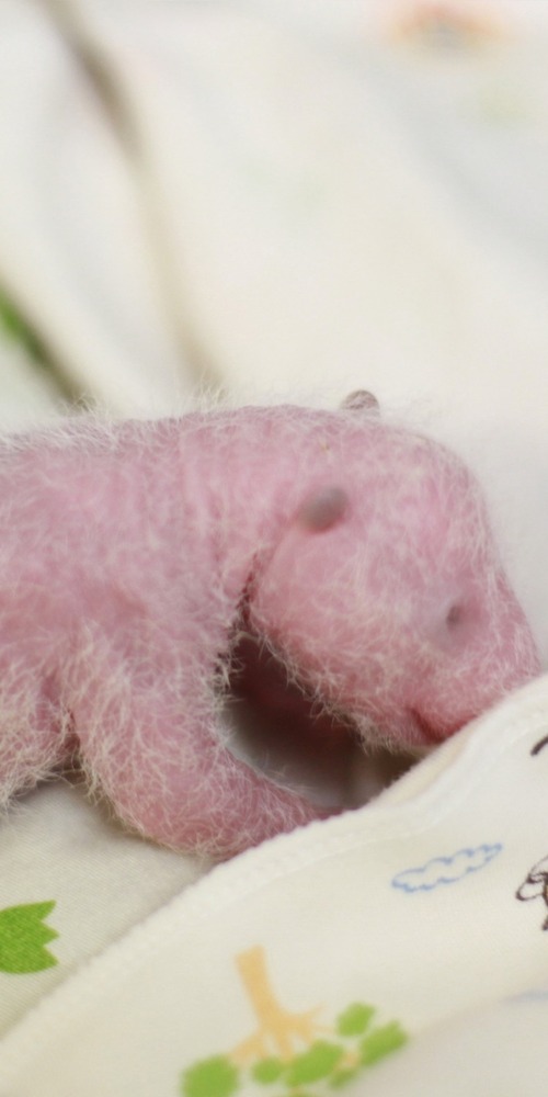 港产大熊猫BB小姐弟