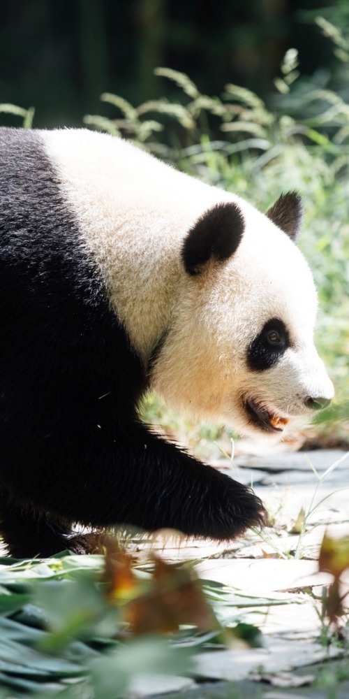 中央贈港大熊貓安安與可可