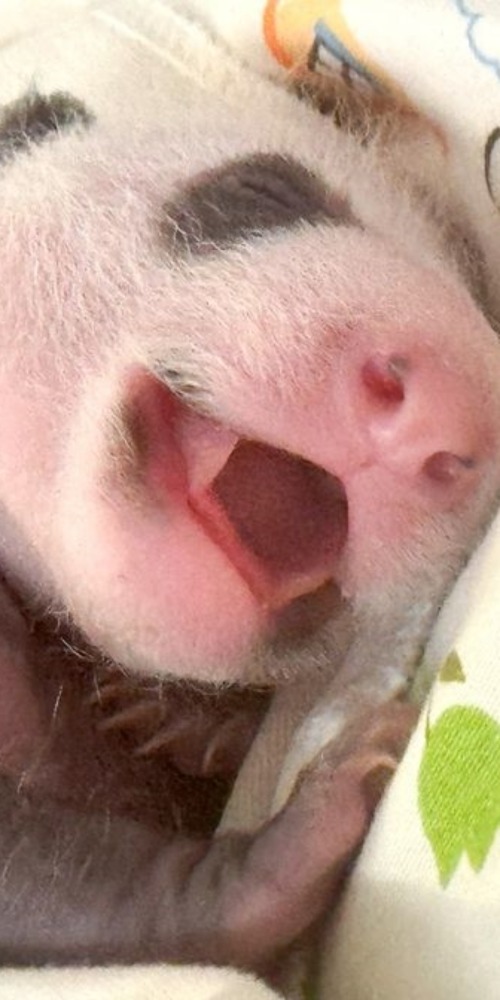 港产大熊猫BB小姐弟