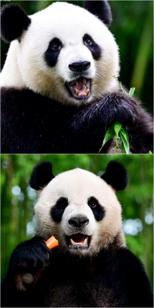 中央赠港大熊猫“安安”“可可”