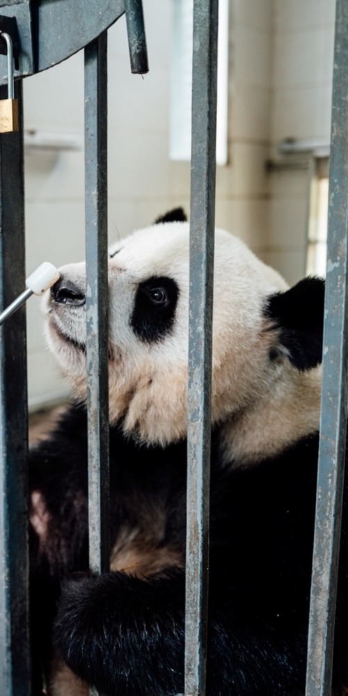 中央贈港大熊貓安安可可