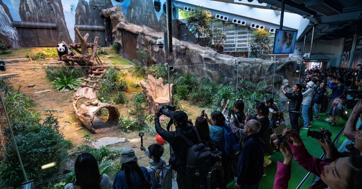 大熊猫安安可可