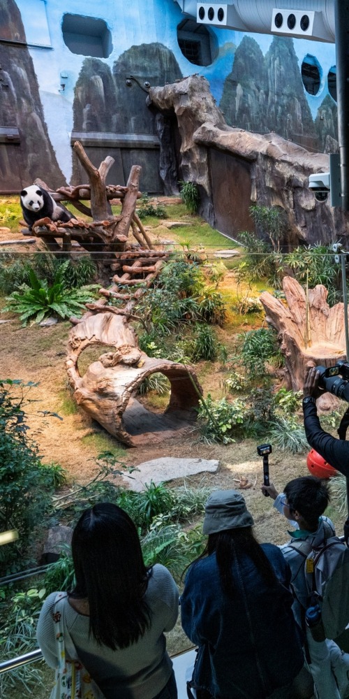 大熊貓安安可可