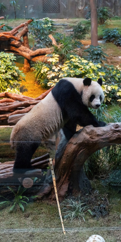 中央贈港大熊貓安安可可