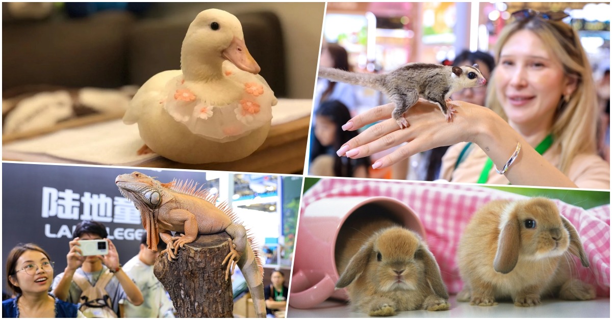 異寵經濟在內地興起，蜜袋鼯、柯爾鴨、垂耳兔、蜥蜴等動物受年輕人喜愛。