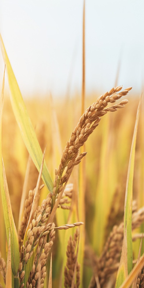 當代中國-當年今日-基因測序