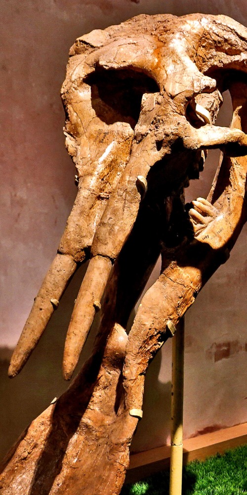 當代中國-當年今日-古象化石