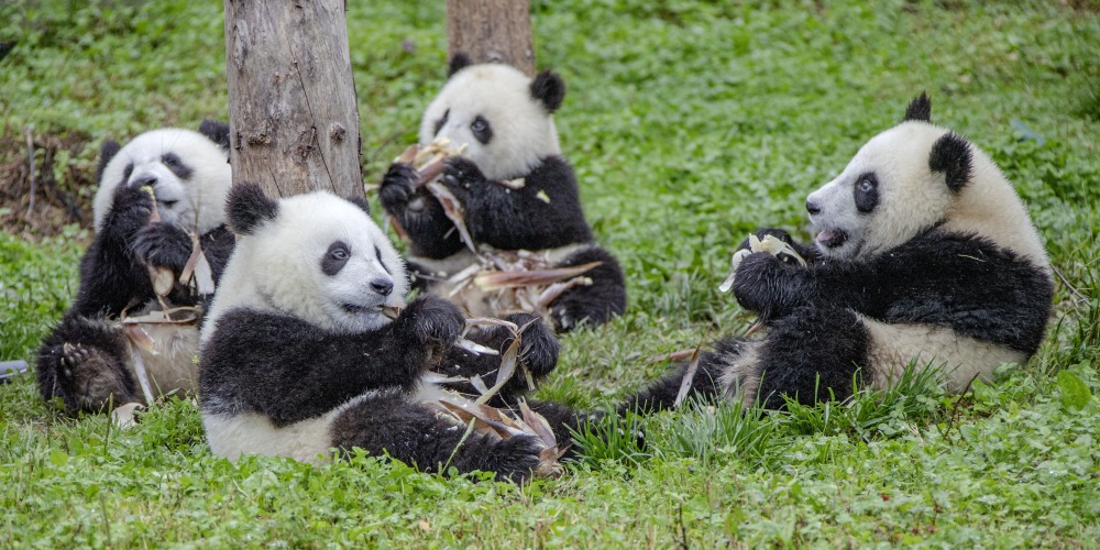 當代中國-當年今日-送贈熊貓