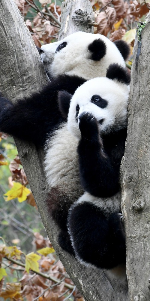 當代中國-當年今日-送贈熊貓