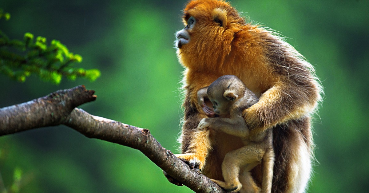 当代中国-当年今日-野生动物名录