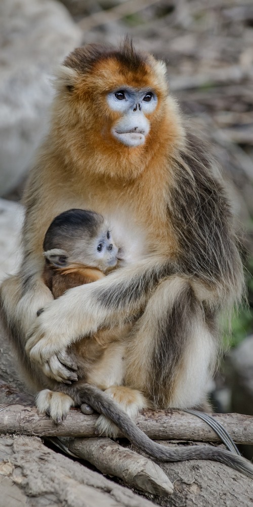 Contemporary China - On this day - List of Wild Animals