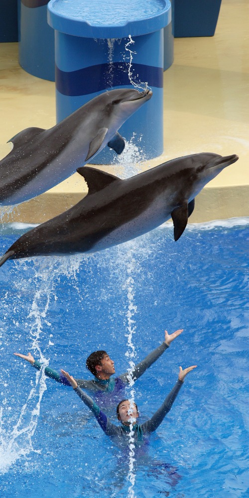 当代中国-当年今日-香港海洋公园