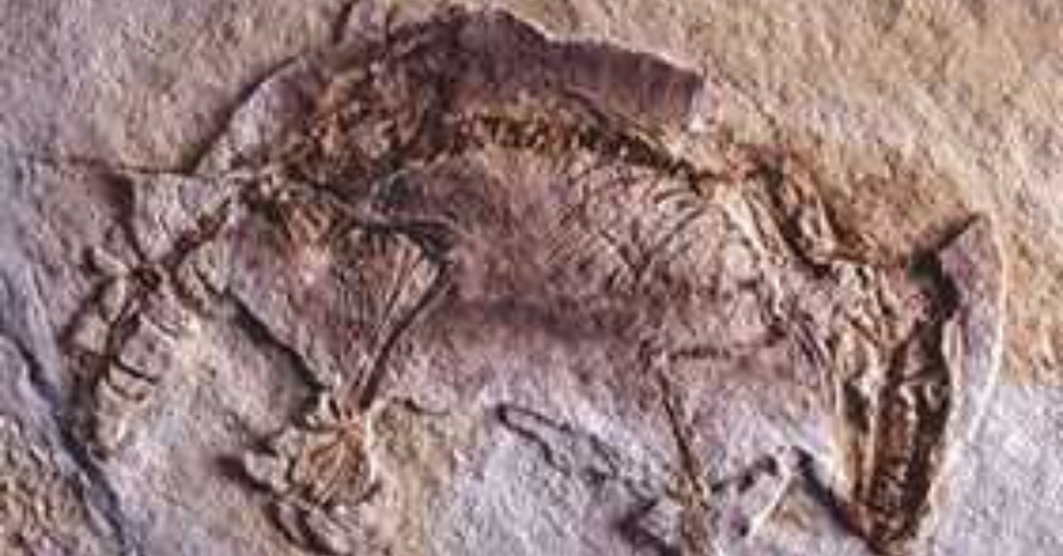 當代中國-當年今日-哺乳動物化石