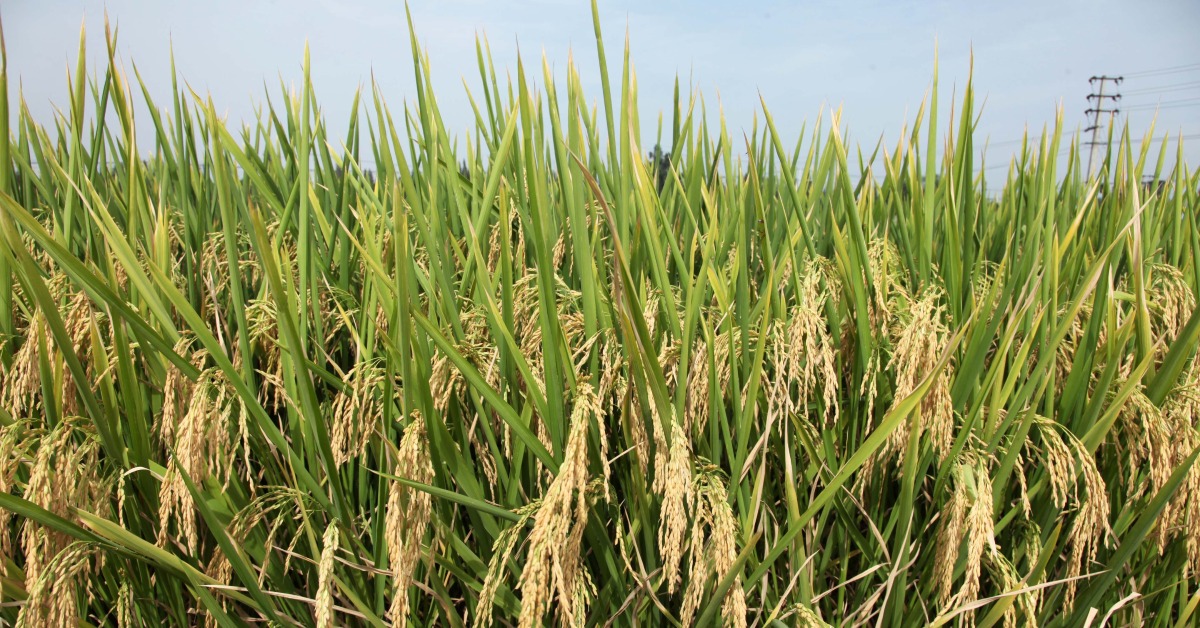 當代中國-當年今日-轉基因水稻