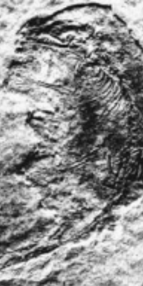 當代中國-當年今日-哺乳動物化石