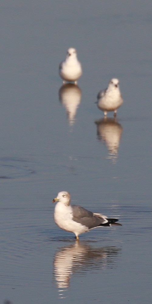 當代中國-當年今日-中國野生動物保護協會