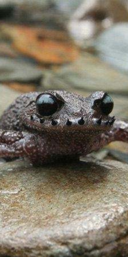 當代中國-當年今日-武夷山角怪