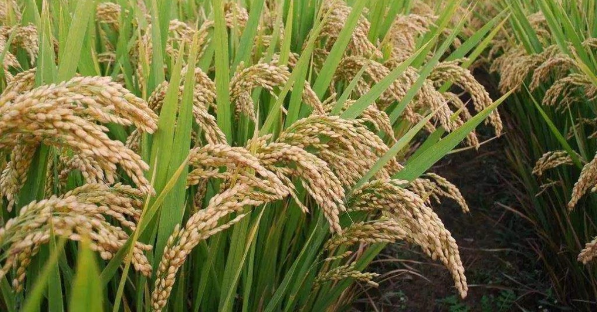 当代中国-当年今日-水稻基因