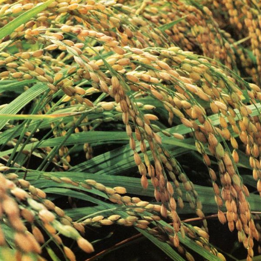 當代中國-當年今日-水稻基因