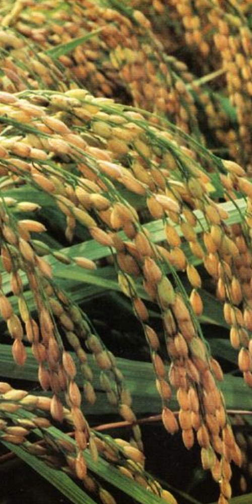 当代中国-当年今日-水稻基因