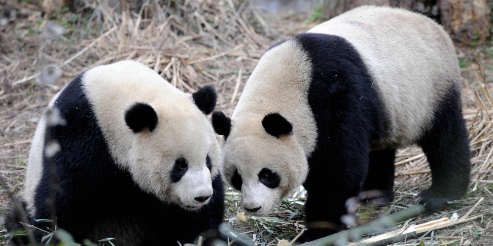 当代中国-当年今日-送赠熊猫