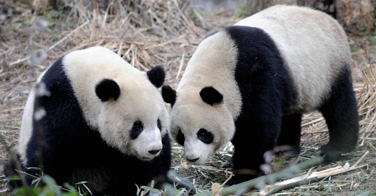 当代中国-当年今日-送赠熊猫