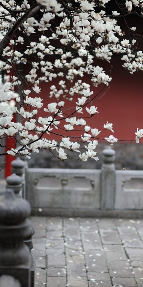 當代中國-文化遺產-體驗文化遺產名城看南京朝天宮玉蘭花開