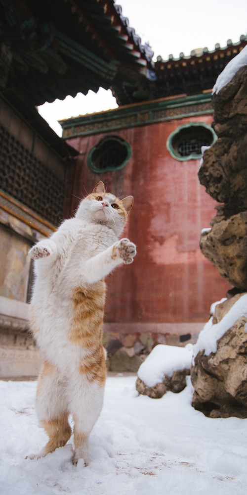 北京故宫猫
