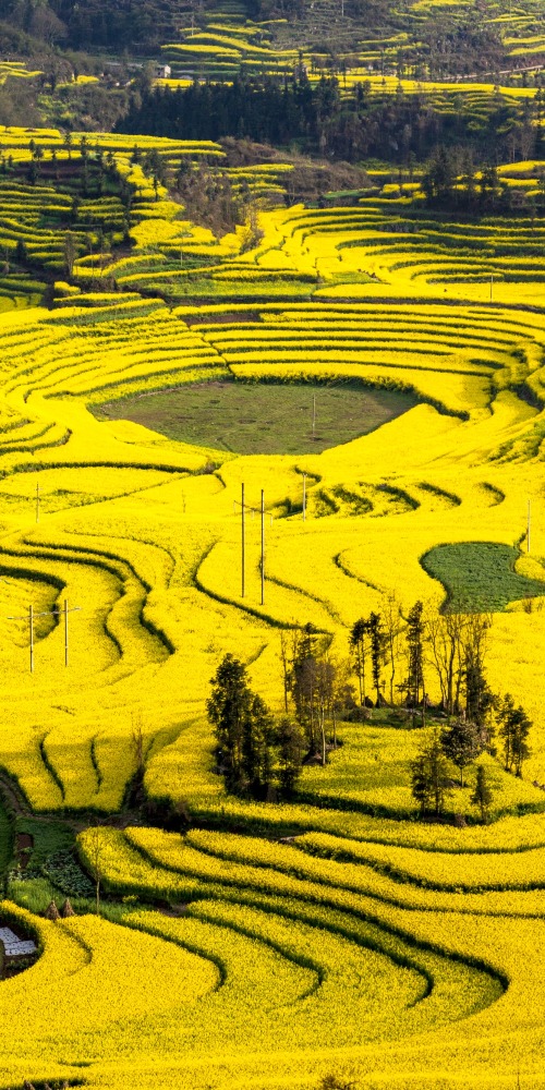 云南罗平油菜花田