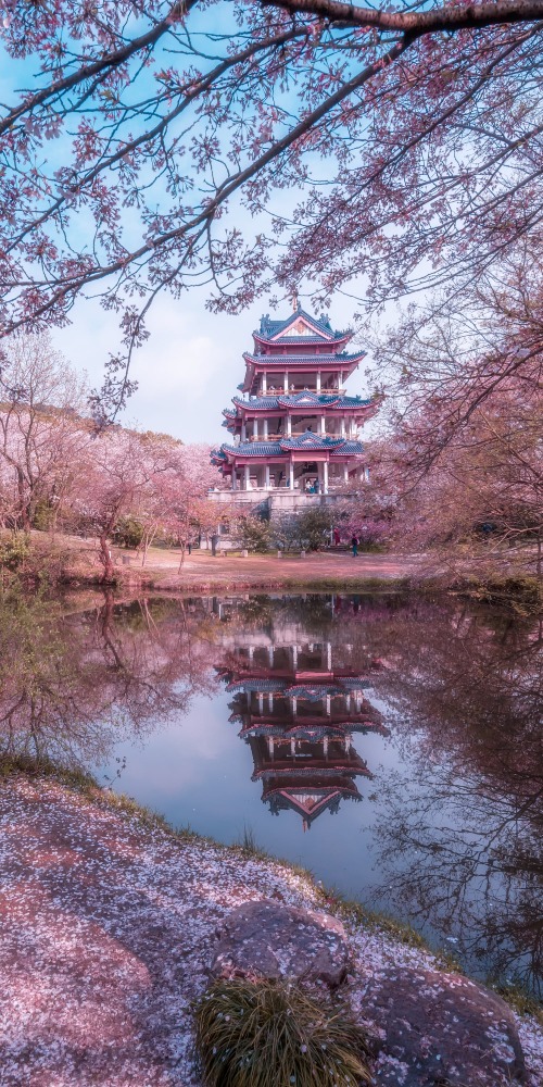 中国5大最美赏樱胜地