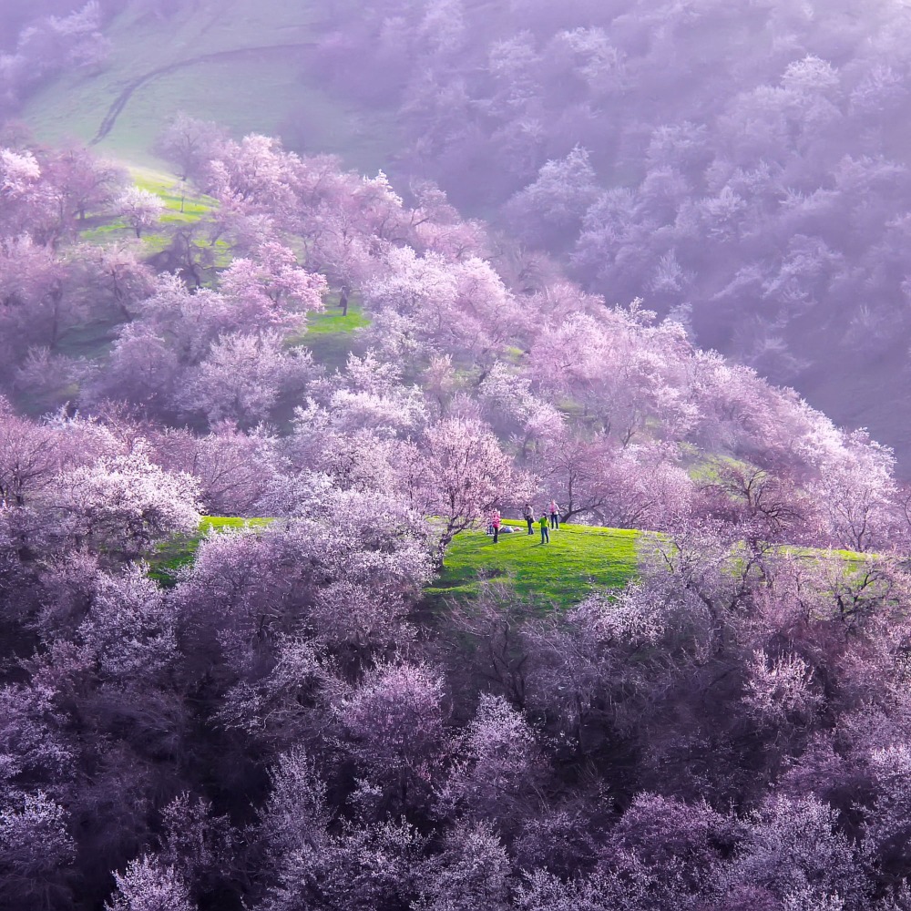 春暖花海｜「人間仙境」杏花溝不可錯過的4大賞花攻略| 旅遊風物| 潮遊生活| 當代中國