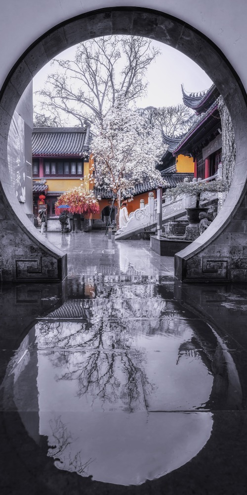 中国古寺玉兰花