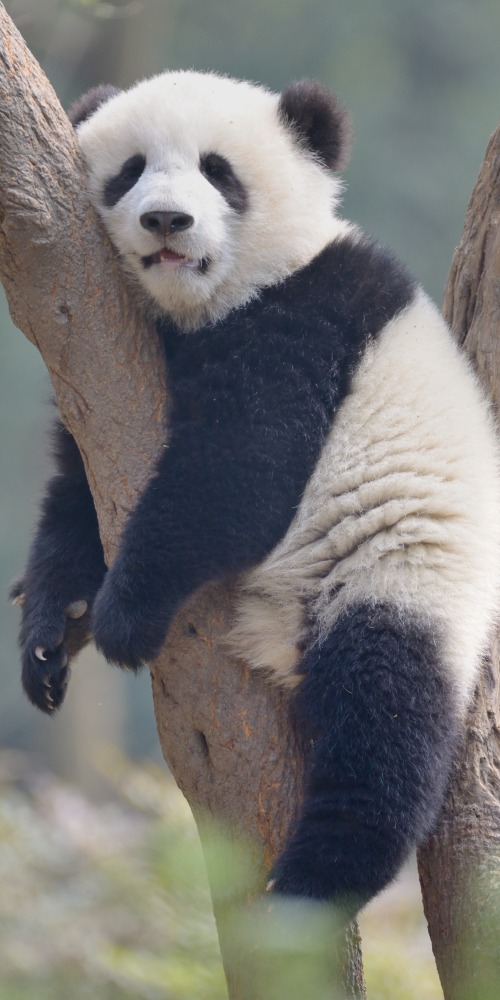 四川大熊貓基地