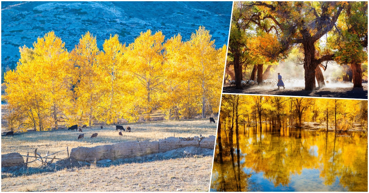 踏入11月，中国许多地方都已处于深秋时分，四周都被浓墨重彩的秋色浸染，形成一道道迷人的风景，当中包括金色林海——“活化石”胡杨林。每逢秋天，是胡杨林最佳观赏期，究竟哪些地方可以捕捉到胡杨林最美的景致？