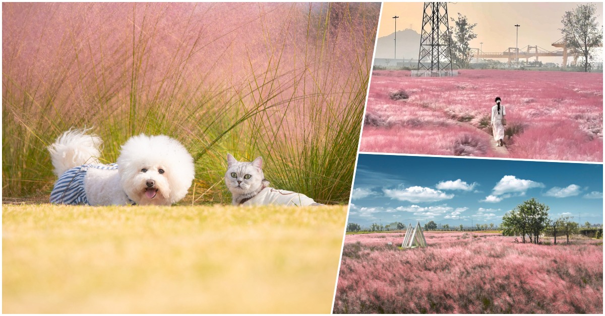 中國粉黛亂子草