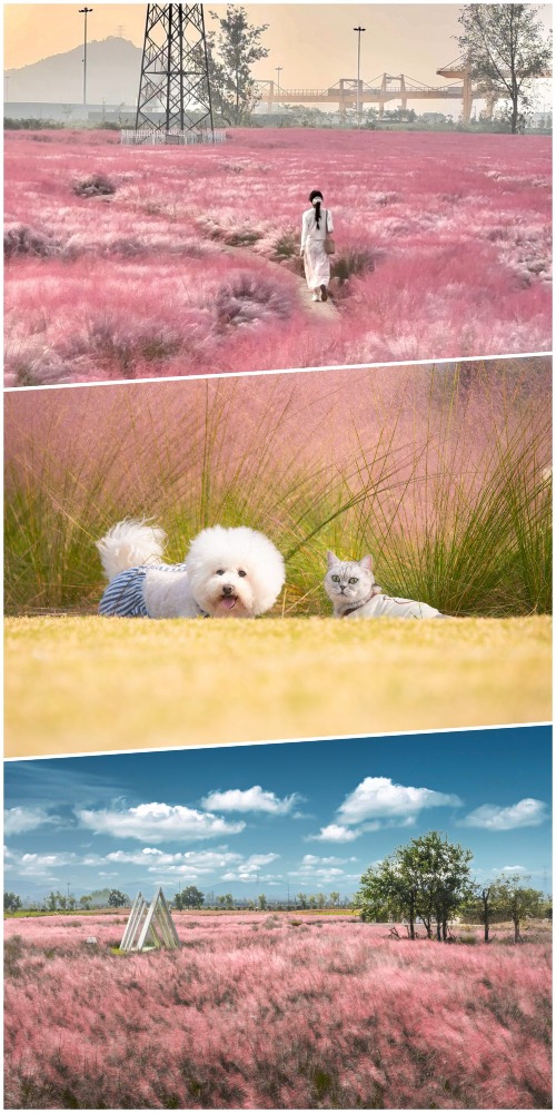 中國粉黛亂子草