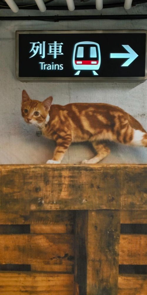 港鐵中環站《同萌社區》貓店長攝影展