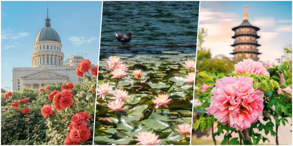 中國5月賞花地圖