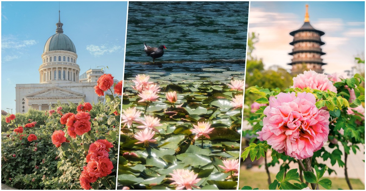 中國5月賞花地圖