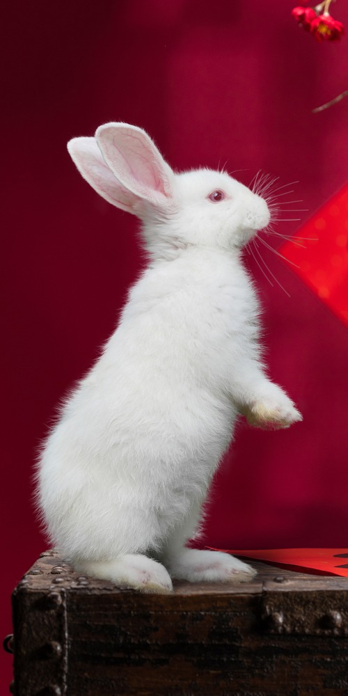 兔年；春節；成語