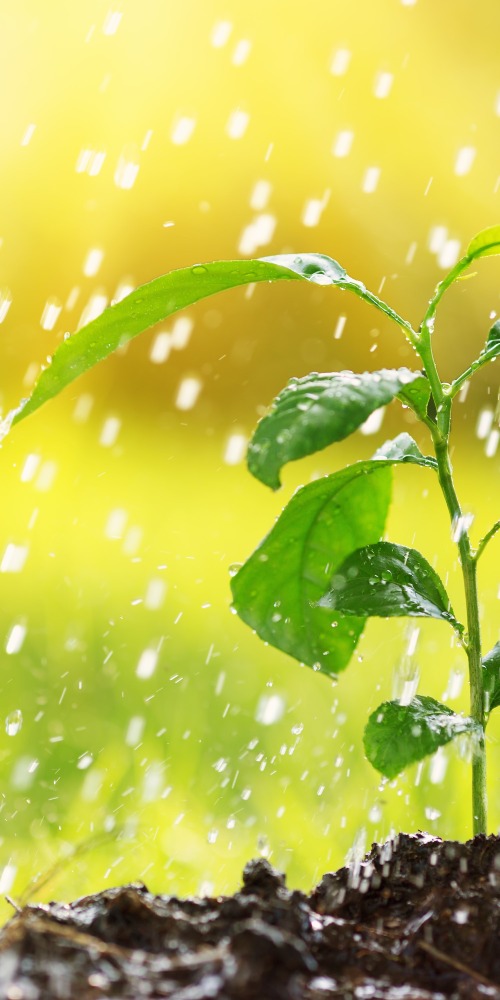 清明节；农谚；谚语